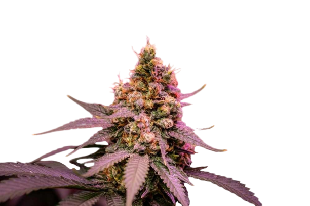Hashplant Noyes Kush